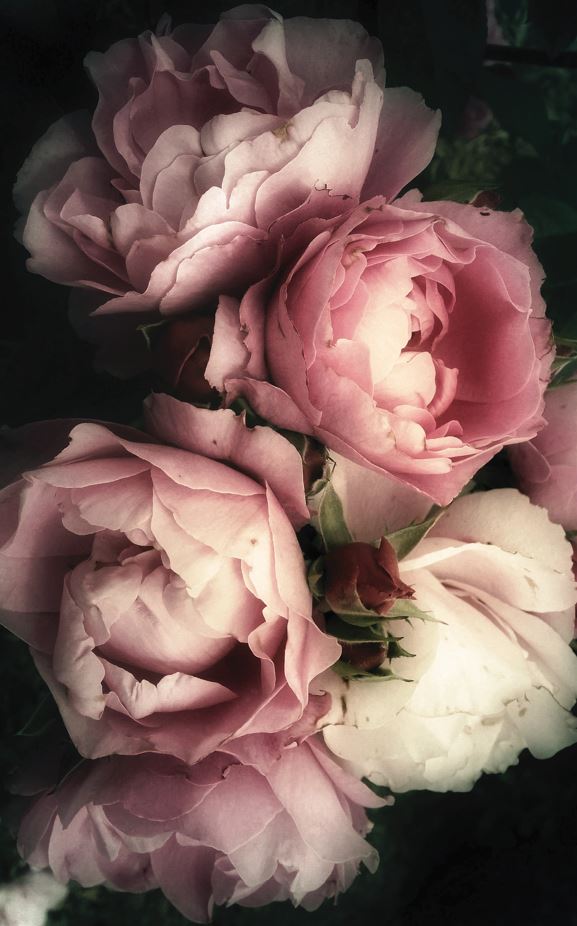 GUEST BATHROOM TOWELS GT007